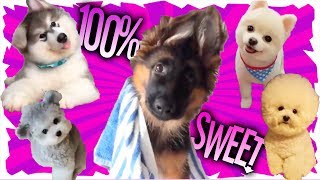 Cachorros Super Tiernos y Cariñosos  100% Dulzura! | Cutest puppies