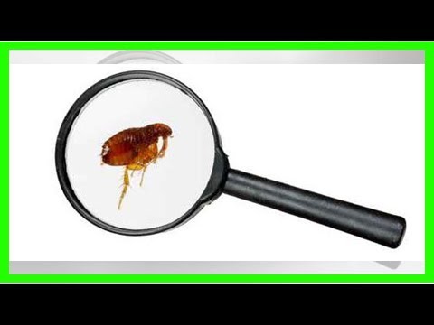 Vídeo: Larves d'insectes: com són, com desfer-se'n i tipus