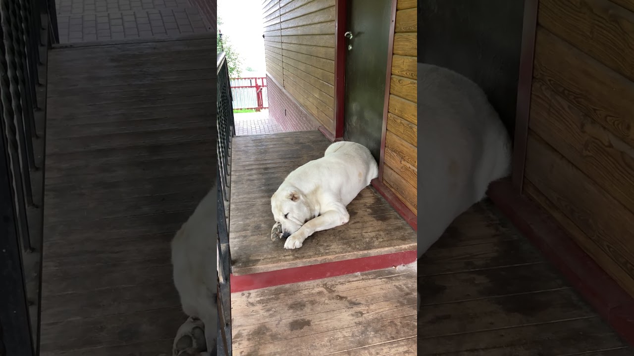 Солдат спит - служба идёт #собака #собаки #алабай #среднеазиатскаяовчарка #собакадругчеловека