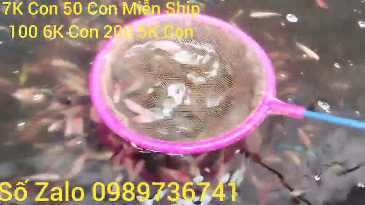 Tiếp tục đợt cá mới nghe anh em