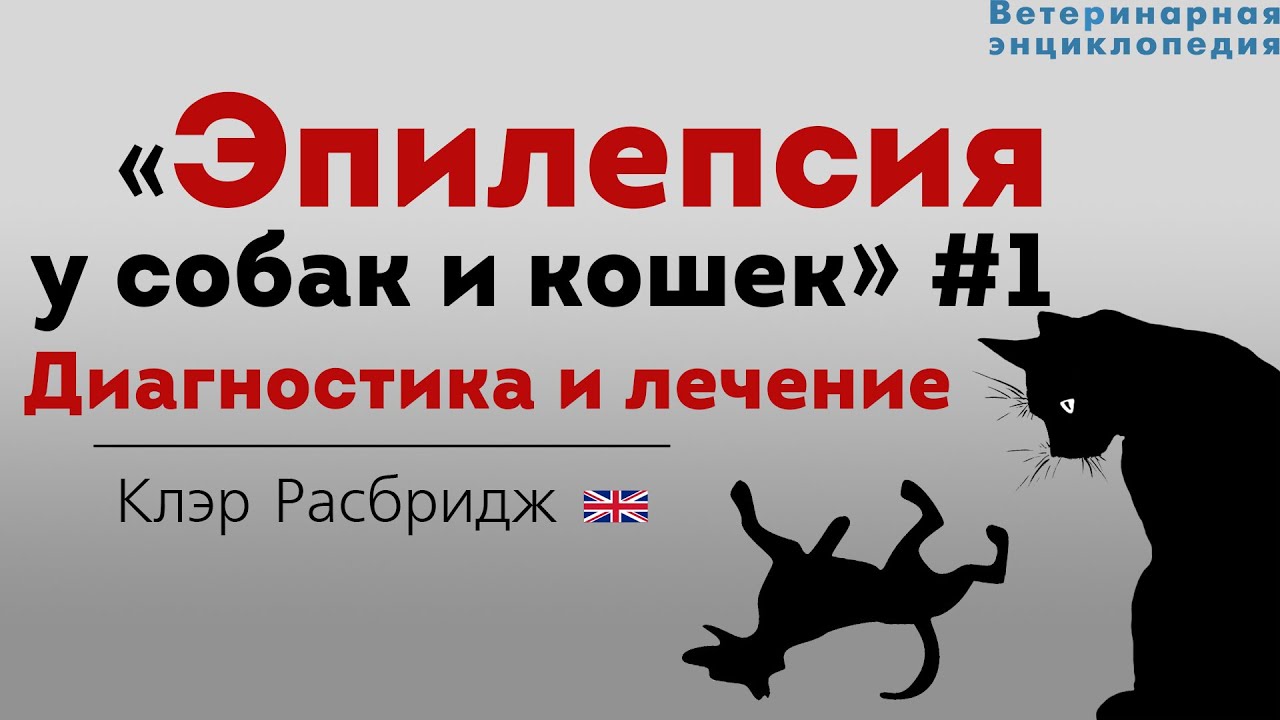 Припадок у собаки. Эпилепсия у собак лечение. Эпилептический припадок у собаки. Эпилепсия Ветеринария.