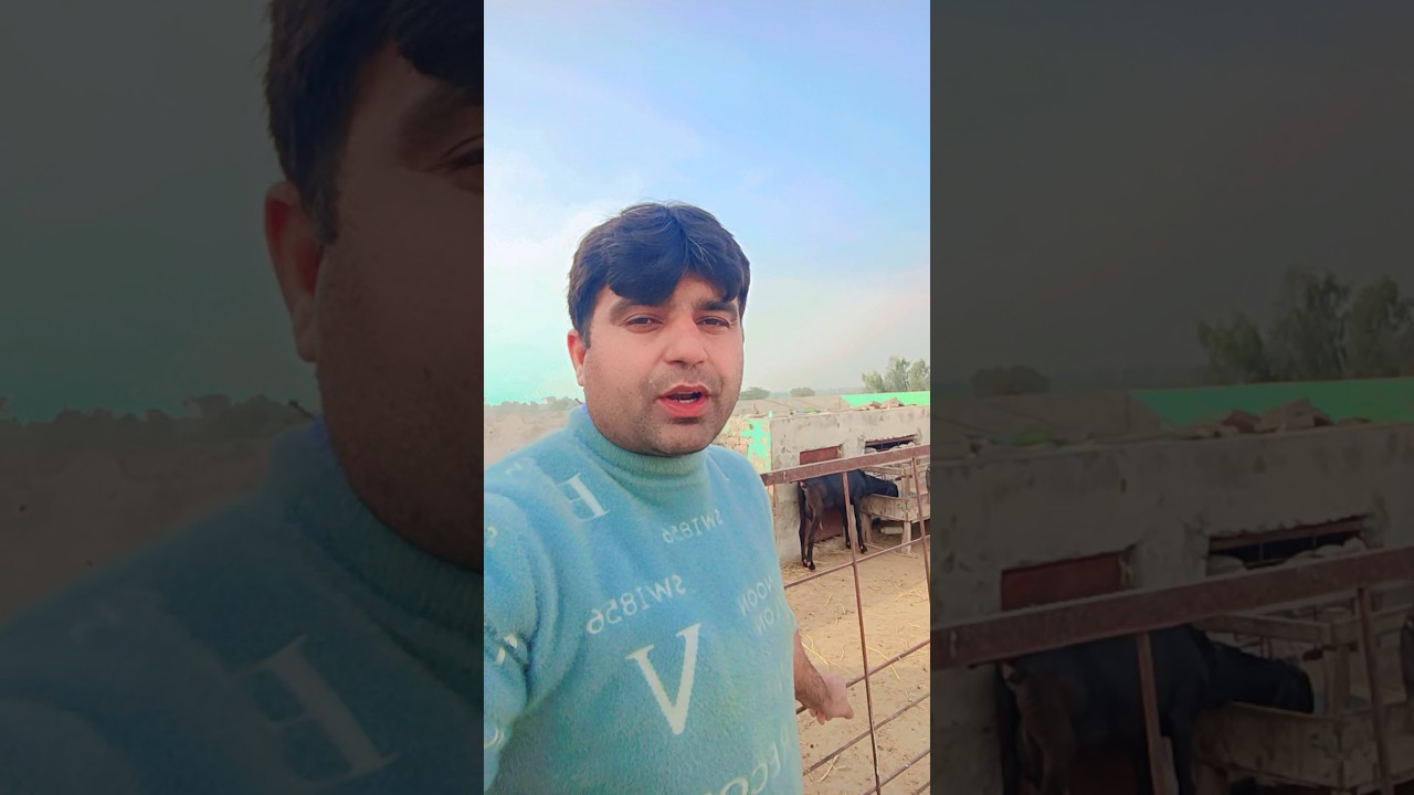 Использование топленого масла для коз 