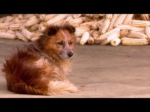 ეთნოფორი • etnopori (გადაცემა სამოცდამეთვრამეტე) 14.12.2016წ.