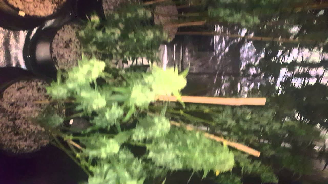 Day 65 thc bomb Autoflowers