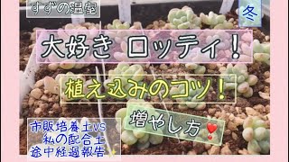 No.36 ｢ロッティ｣増やし方、育て方、いろんなタイプ❣️ #多肉植物 #多肉 #succulents #ロッティ