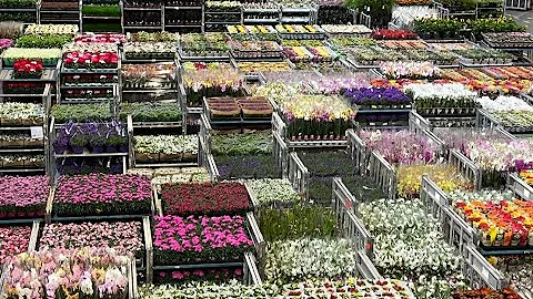 INSIDE THE WORLD'S LARGEST FLOWER AUCTION: AALSMEER ROYAL FLORAHOLLAND TOUR #NetherlandsFlowers