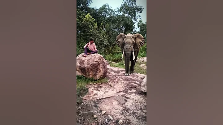 Elephant attack 🐘🐘 #shorts #viral #trending #viralshorts #animal #animalshorts #animalattack  