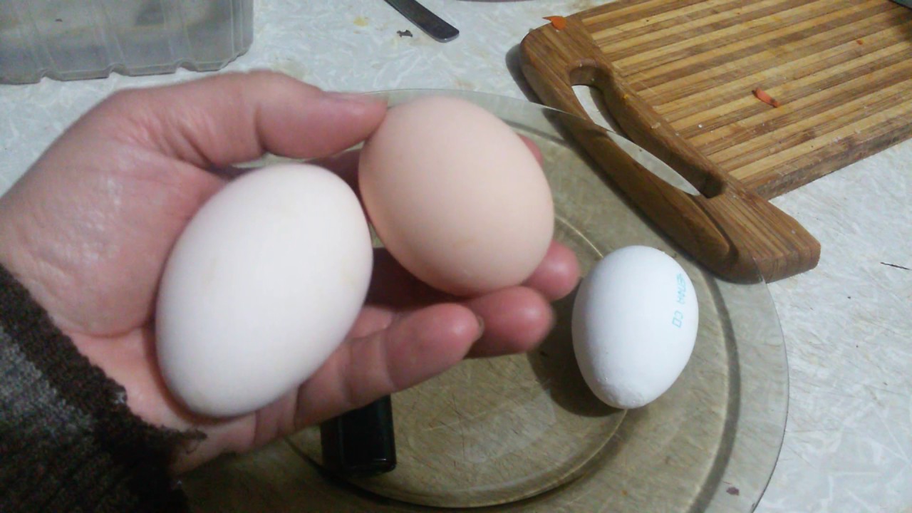 Размер яиц кур. Размер куриного яйца. Диаметр куриного яйца. Яйца c3. Аистиное яйцо размер.
