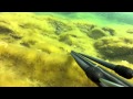 Подводная охота в Каспийском море, 31 августа 2012 г