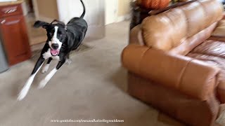 Funny Great Dane Runs House Zoomies Before Pool Drinking Fun