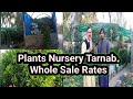 Plants Nursery Tarnab || Whole sale Plants Market || Buy Plants on Cheap Rates || Travels of Khyber