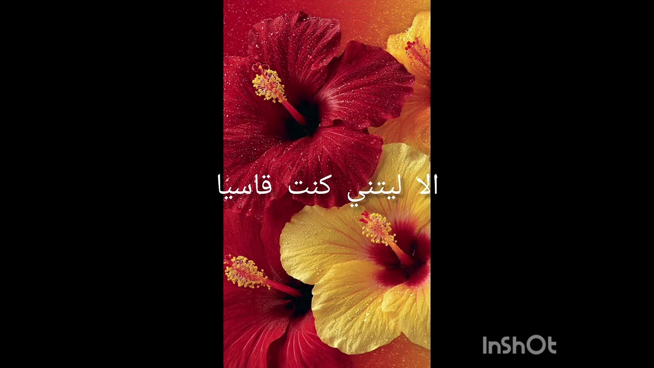 قصيدة بعنوان الا ليتني كنت قاسيا  للشاعر مولاي اسماعيل العلوي