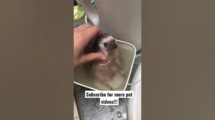 Viral hedgehog!! Must watch CUTENESS OVERLOAD 1000%