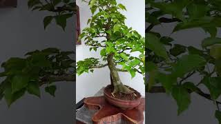 Bodhi bonsai