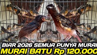PASAR BURUNG MURAI BATU ! 300 EKOR MURAI TROTOL JAHAT & SUPER CUMA MULAI 120.000AN DIKIOS PB PRAMUKA