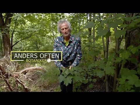 Video: Naturen Til Det 