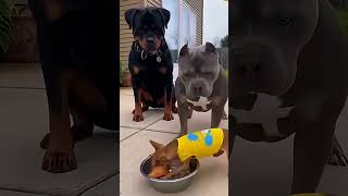 ANIMALES TONTOS  #viral #like #funny #entretenimiento #humor #shortsfeed #memes #cats #animals #dogs