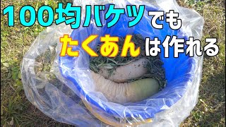 大根を収穫してバケツでたくあんの作り方  /  How to make the pickled radish in a bucket
