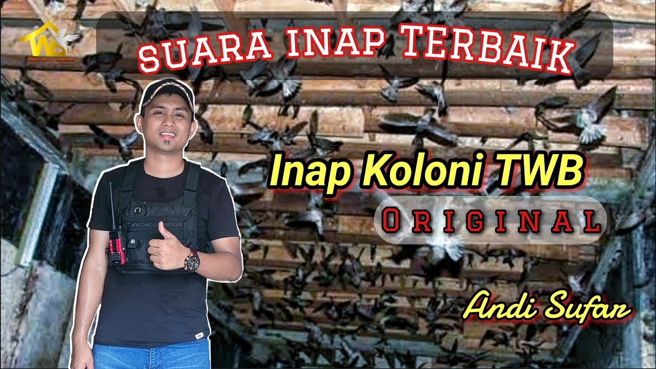 Suara inap koloni TWB spesial buat subscriber dan louncing Parfum walet TWB terbaik sepanjang masa 😍