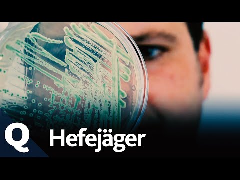 Bier nach alter Rezeptur: Auf der Suche nach der Ur-Hefe | Quarks