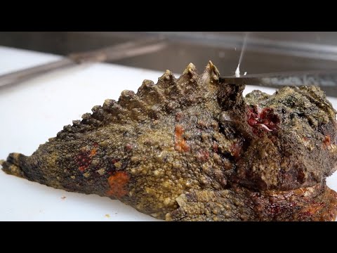 日本一の猛毒魚。生きたまま獲って食べる。【オニダルマオコゼ】