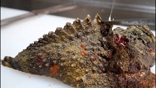 日本一の猛毒魚。生きたまま獲って食べる。【オニダルマオコゼ】