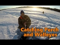 Ice Fishing Walleyes 2017 - Slamming Walleyes And Perch On Tip-ups And Jigging