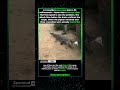 PIGEON 1  EVOLUTION 0