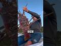 Tug Of War With a Giant Lobster #shorts