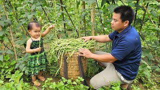 Harvesting Green Beans Garden Goes To The Market Sell - Gardening Xuan Truong
