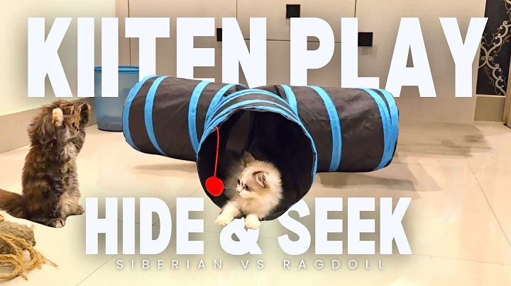 Watch the video about Siberian Vs Ragdoll Kitten