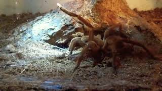 Goliath Birdeater Being Defensive