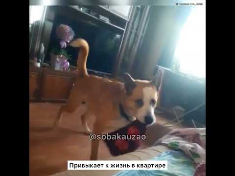 Лиссабон из приюта «Щербинка» уезжает домой! Проект помощи Собака Юзао #собакаюзао  #приютщербинка