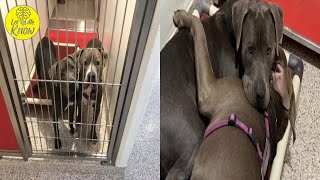 Pitties Who Bonded In Shelter Find A Together Forever Home