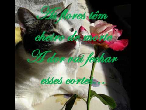 Titãs- Flores