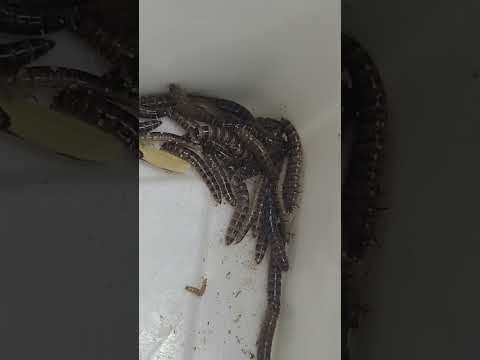 Altlık böceği Alphitobius diaperinus Lesser mealworm larvae/adult