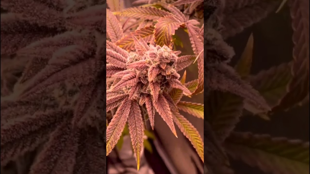 Grow More Top Shelf cannabis so you can share more