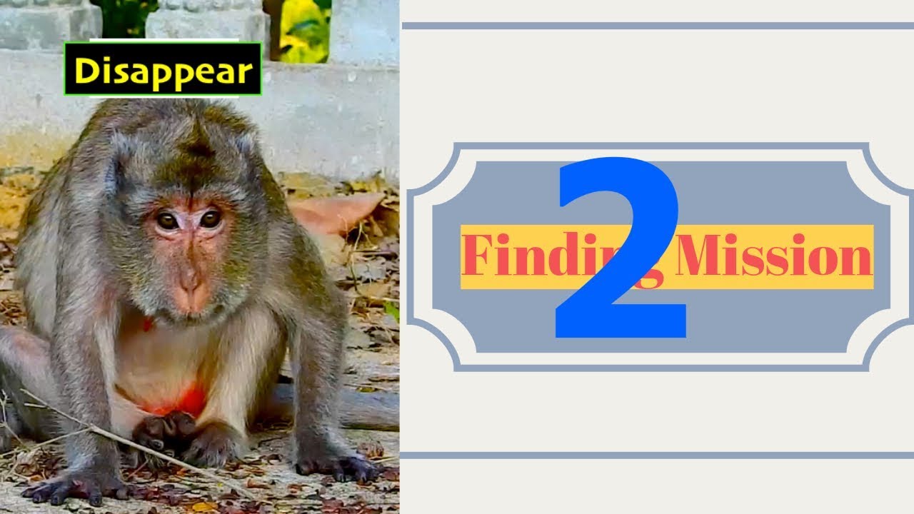 Mission2 to finding Kayoy monkey  around and other places hope to see her soon