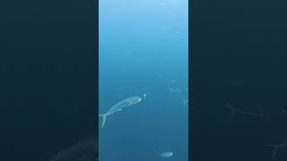 Massive Mahi Mahi School and Silky Sharks in the Gulf Stream!! #shorts