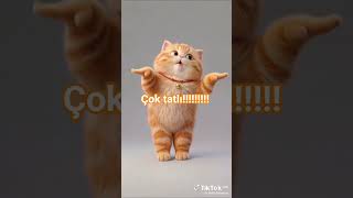 #cat #kedi #700abone