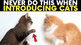 The BIGGEST Mistake People Make When Introducing Cats