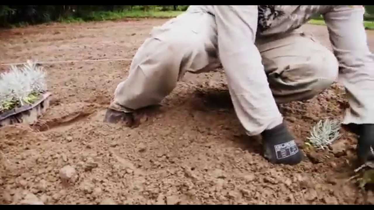 2013 - Levendula Ültetés Szőkedencsen [Lavender planting in Szőkedencs]
