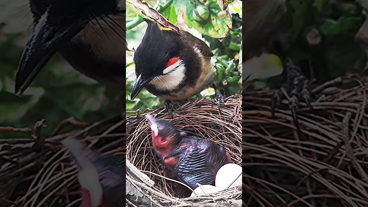 Wasp & Poop Rise | EP 58 DAY 3 |  