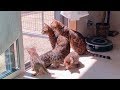 5匹のベンガル猫家族の日向ぼっこ垂れ流し