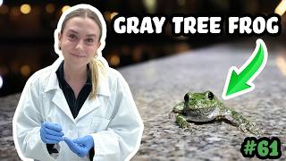 A Vaccine for FROGS? Fighting Chytrid with Notre Dame’s Gracie! - Josh's Frogs Podcast Episode 61