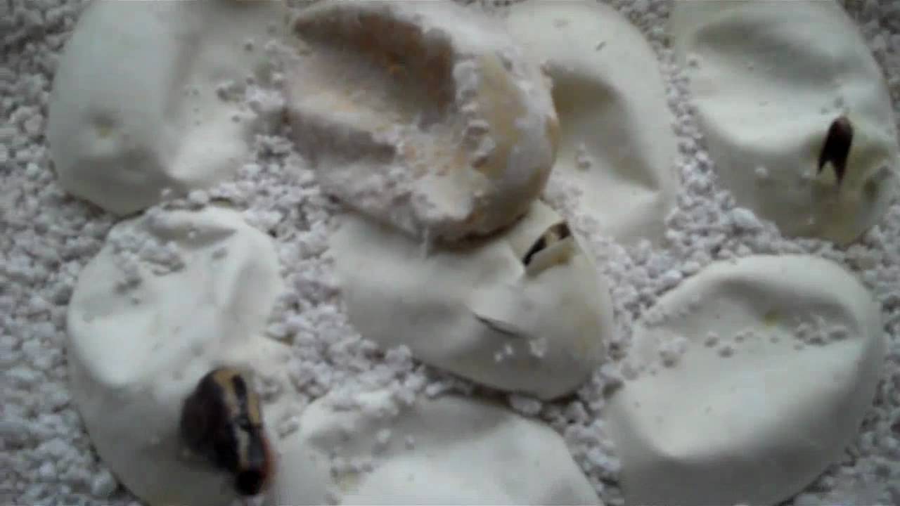 mojave 5.5 2010 Mojave Clutch #2 (Part 1)