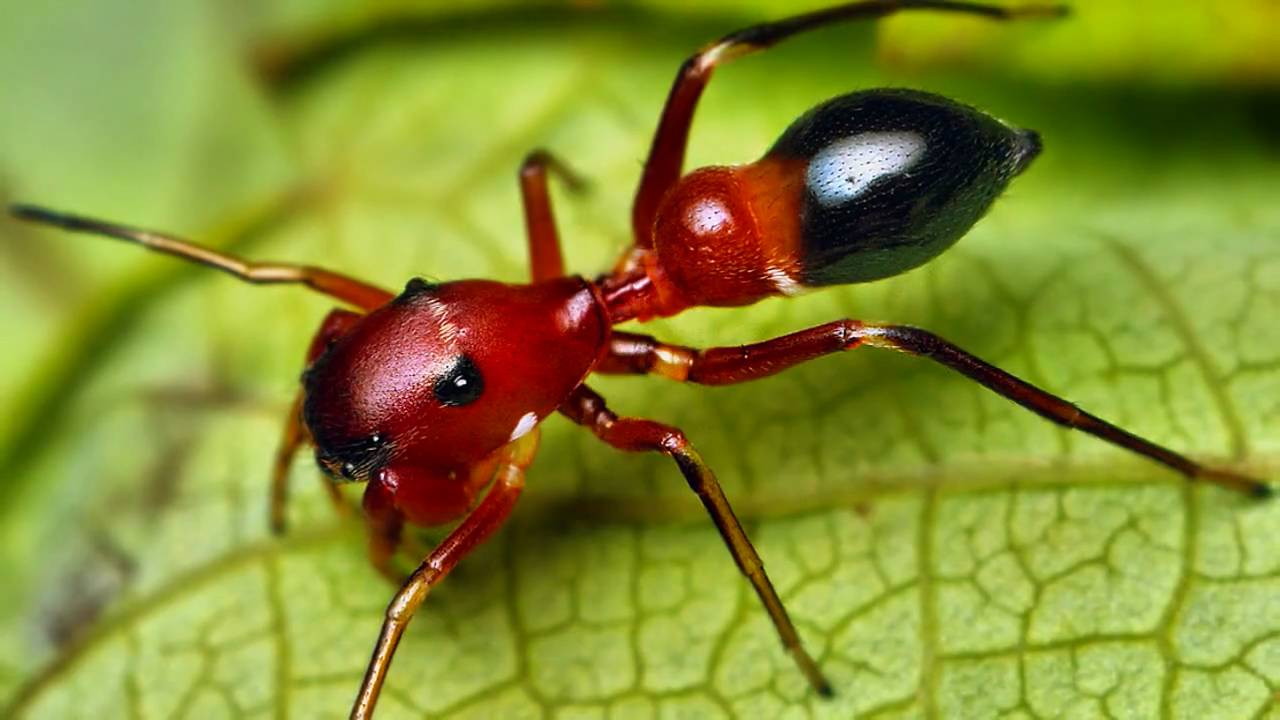 Some insects disguise themselves as spiders to avoid getting eaten