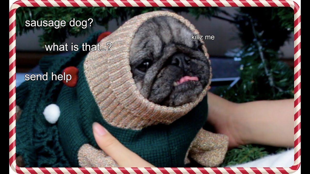 sätter på min mops jultröjor och skrattar åt henne