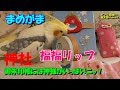 スリリングなカキカキマシーンとオカメ君!＆神社関連グッズ・まめがまと福福リップ紹介♪　オカメインコ桃太郎