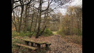 Ruislip Woods